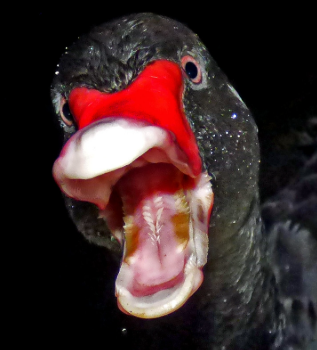 Black Swan Screaming